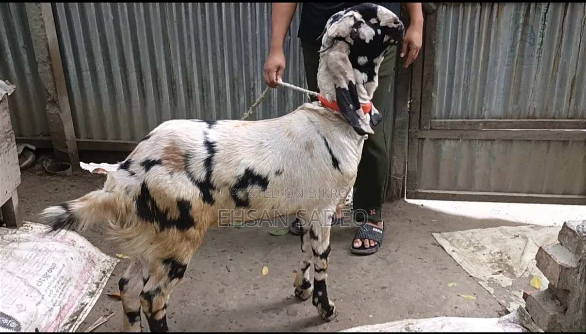 খাশি ছাগল বিক্রি হবে ১১ মাস।