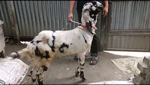 খাশি ছাগল বিক্রি হবে ১১ মাস।
