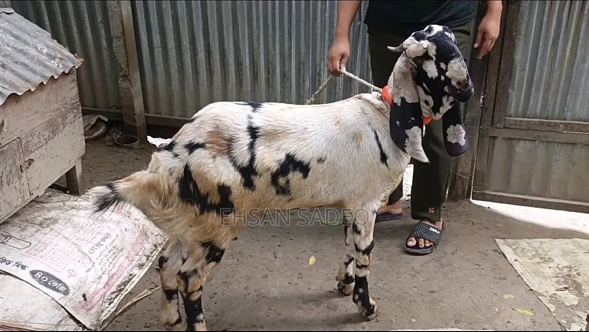 খাশি ছাগল বিক্রি হবে ১১ মাস।