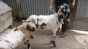 খাশি ছাগল বিক্রি হবে ১১ মাস।