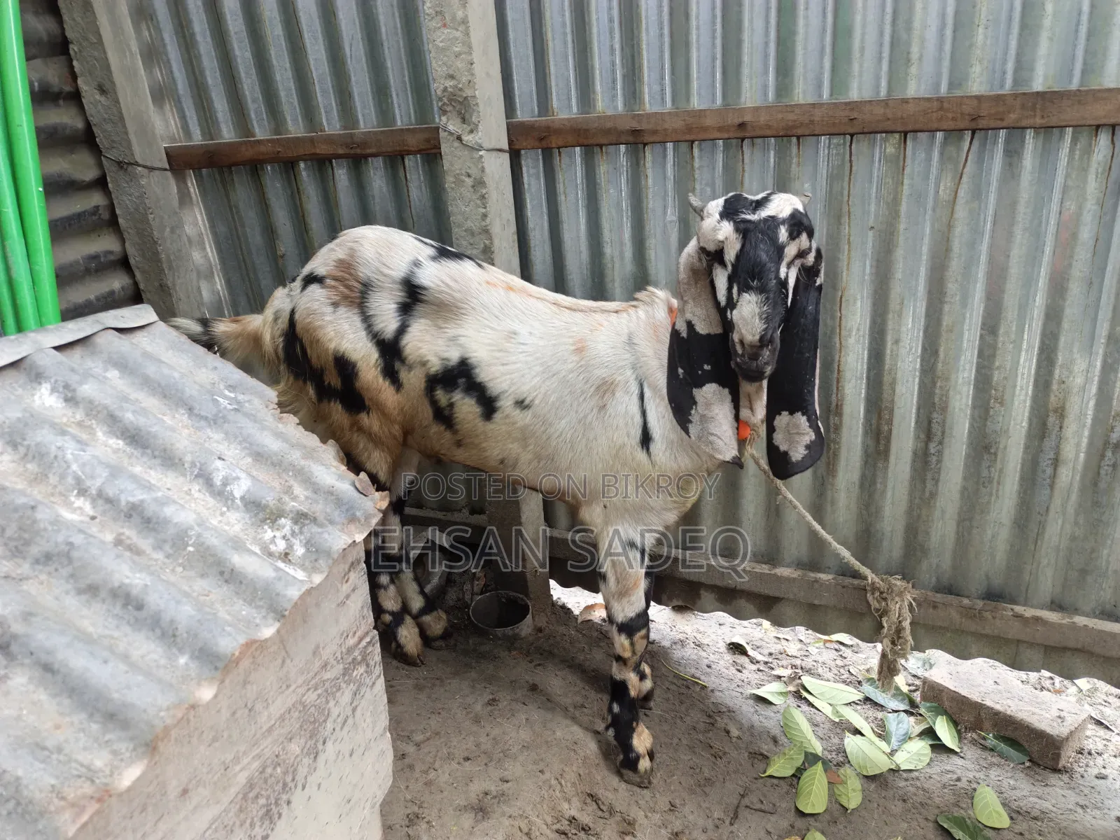 খাশি ছাগল বিক্রি হবে ১১ মাস।
