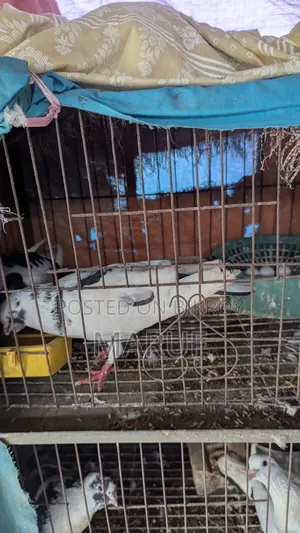 ৫ জোড়া কবুতর ডিমসহ ৯ পিস সিঙ্গেল