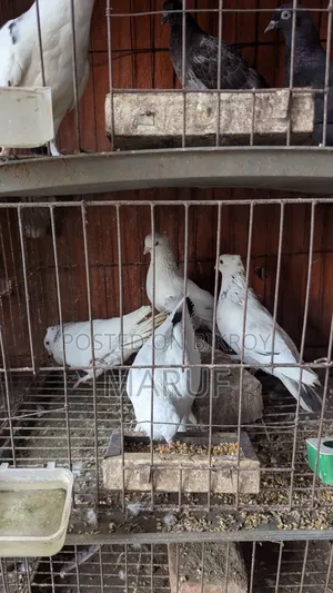 ৫ জোড়া কবুতর ডিমসহ ৯ পিস সিঙ্গেল