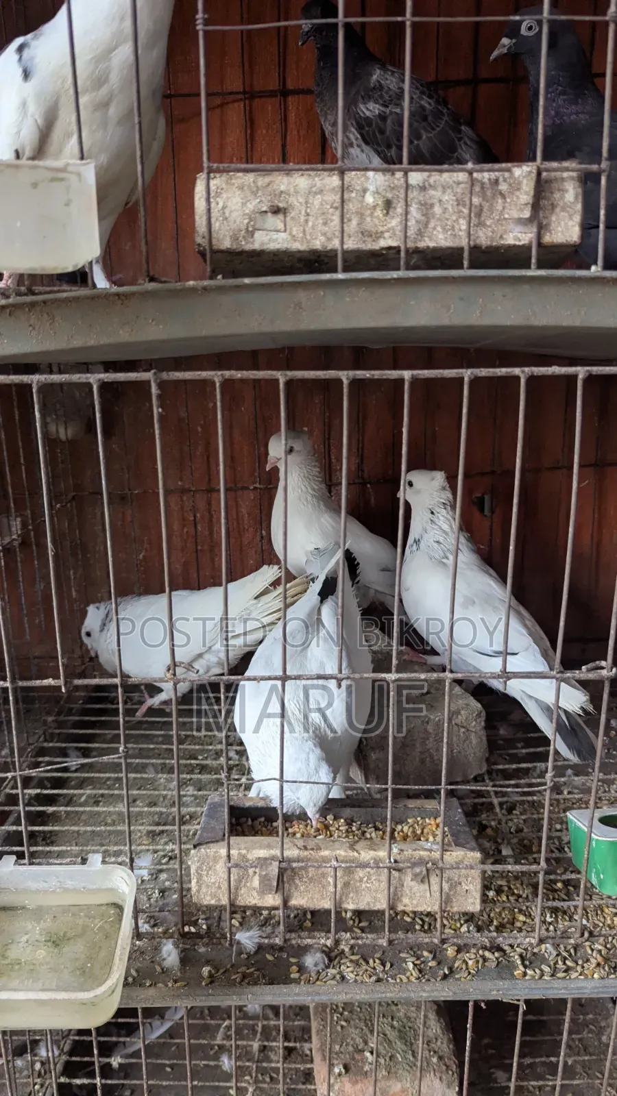 ৫ জোড়া কবুতর ডিমসহ ৯ পিস সিঙ্গেল