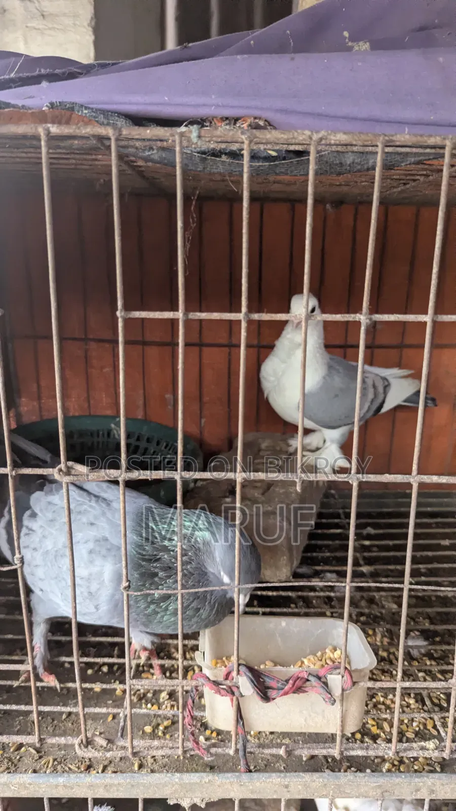 ৫ জোড়া কবুতর ডিমসহ ৯ পিস সিঙ্গেল
