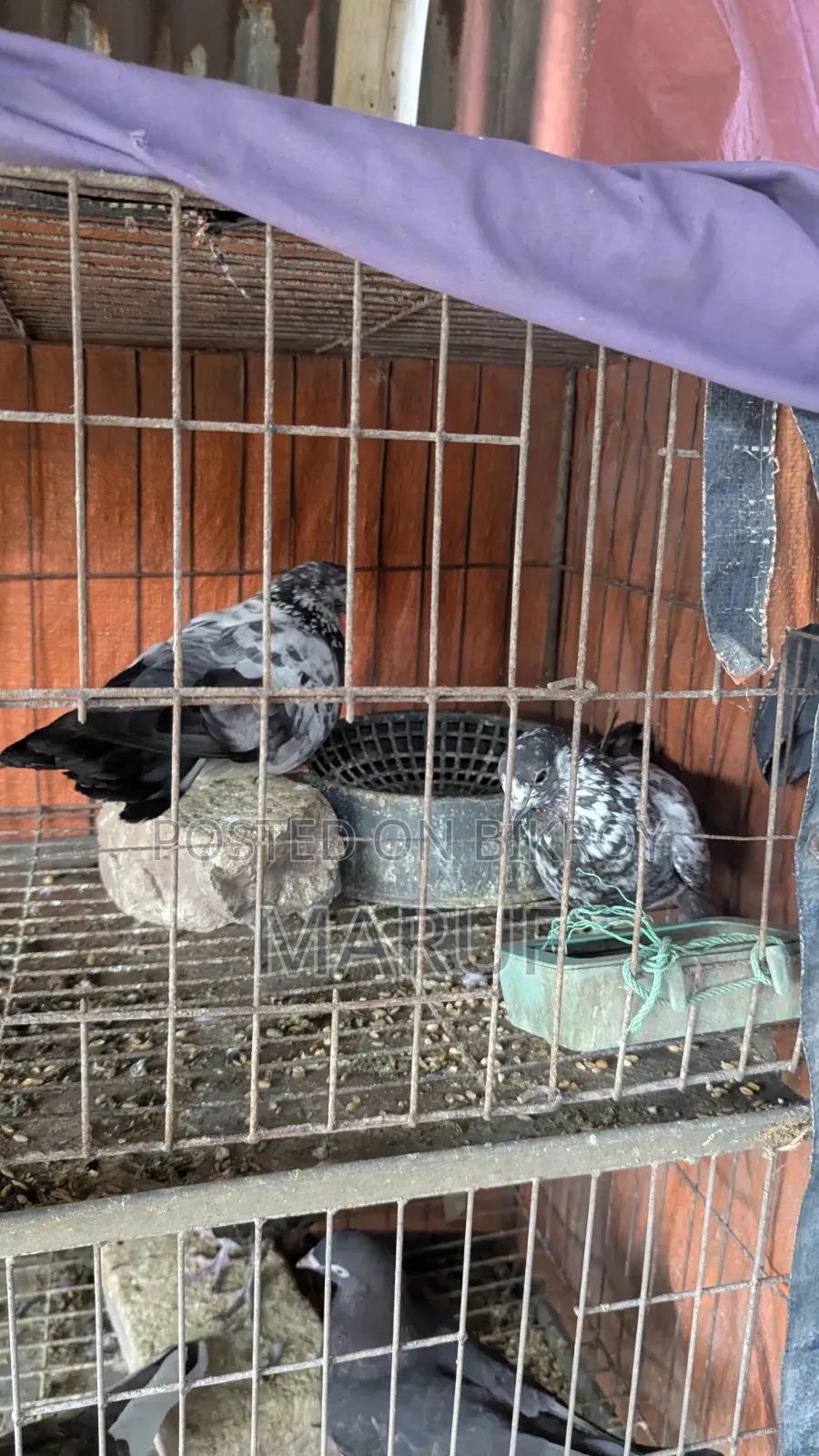৫ জোড়া কবুতর ডিমসহ ৯ পিস সিঙ্গেল