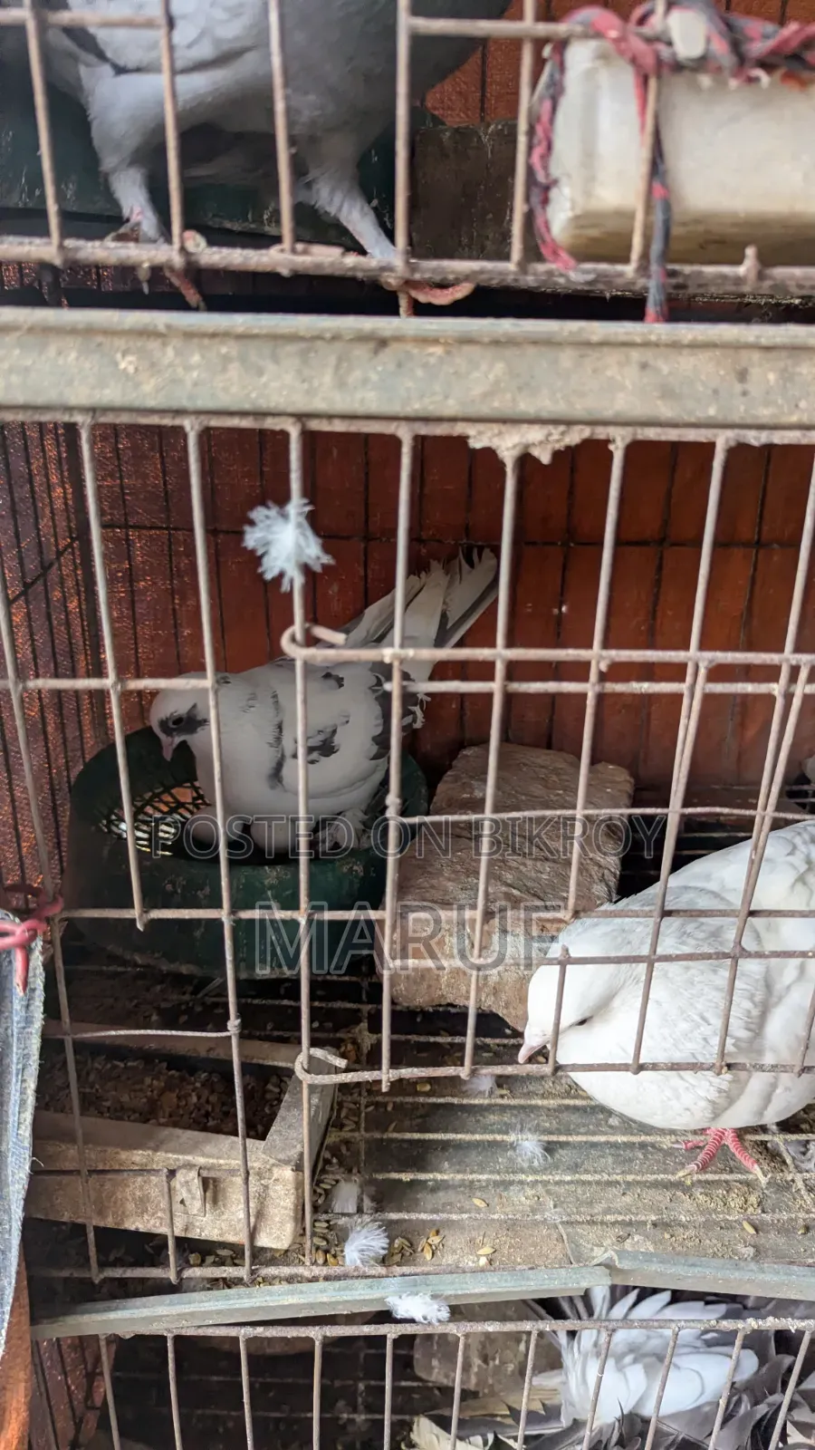 ৫ জোড়া কবুতর ডিমসহ ৯ পিস সিঙ্গেল