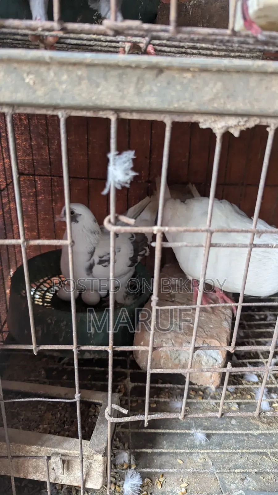 ৫ জোড়া কবুতর ডিমসহ ৯ পিস সিঙ্গেল