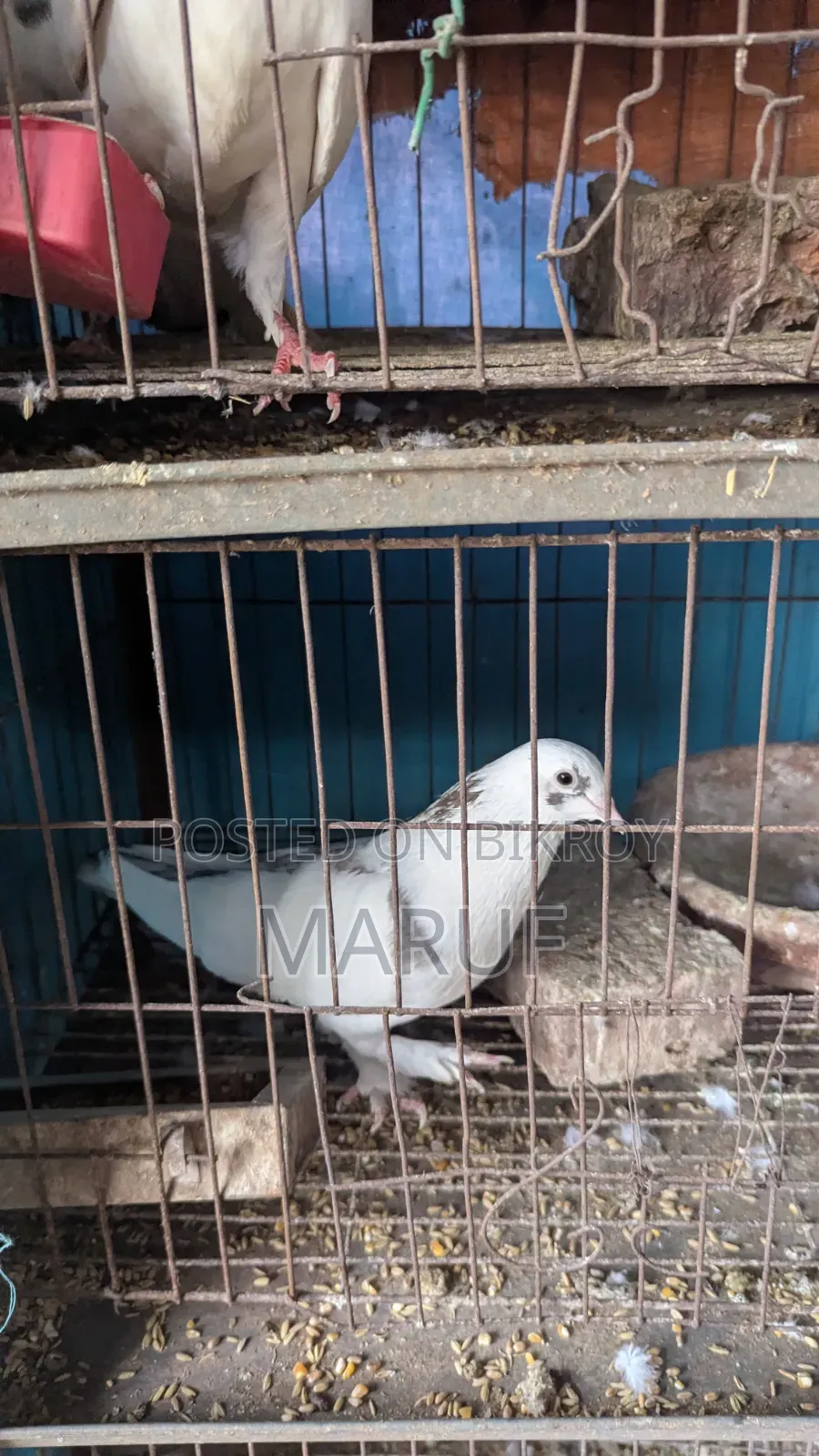 ৫ জোড়া কবুতর ডিমসহ ৯ পিস সিঙ্গেল