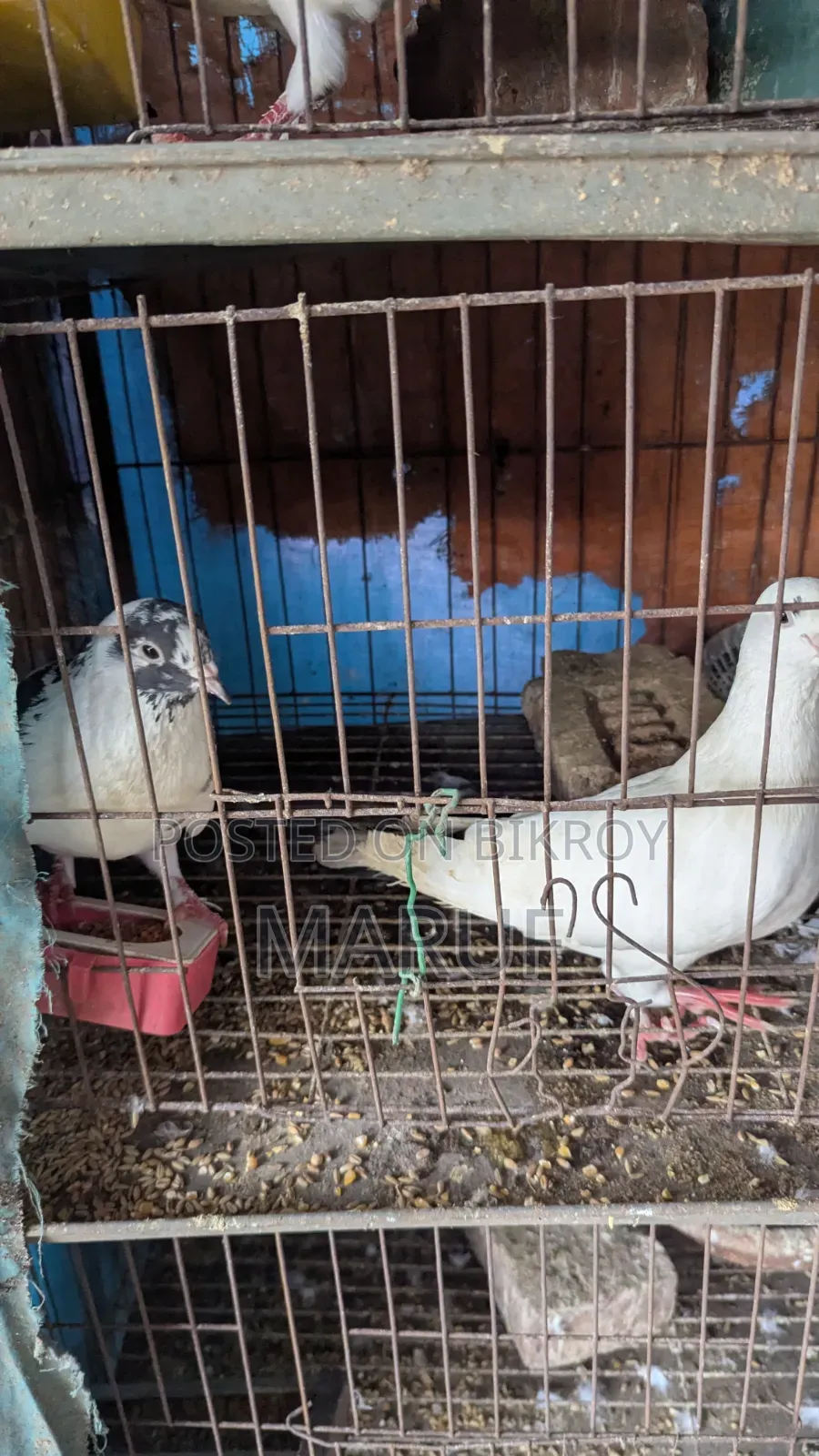 ৫ জোড়া কবুতর ডিমসহ ৯ পিস সিঙ্গেল