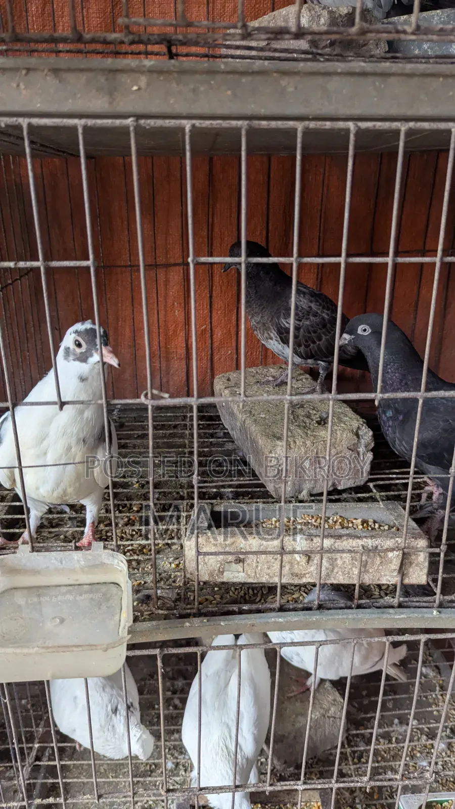 ৫ জোড়া কবুতর ডিমসহ ৯ পিস সিঙ্গেল