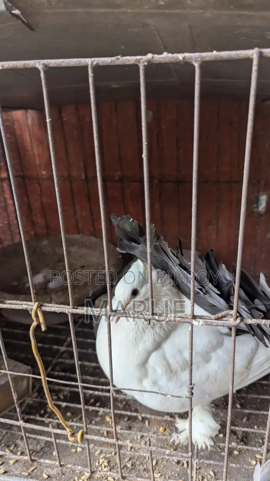 ৫ জোড়া কবুতর ডিমসহ ৯ পিস সিঙ্গেল