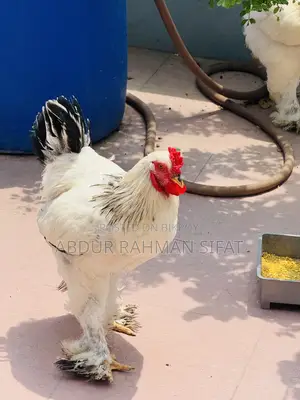 অরিজিনাল ব্রাহামা মোরগ