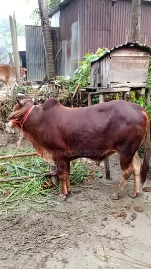 গরু বিক্রি করা
