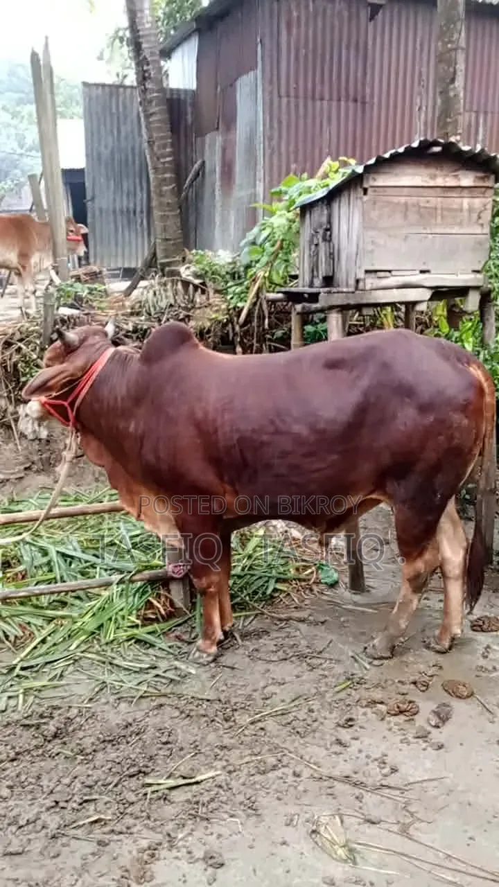 গরু বিক্রি করা