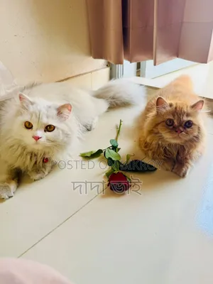 6-12 Months Male Purebred Persian