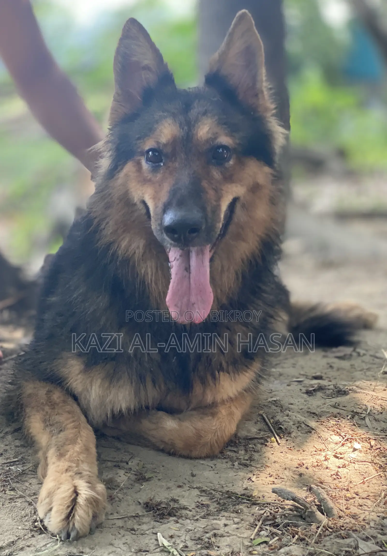 1+ Year Female Purebred German Shepherd