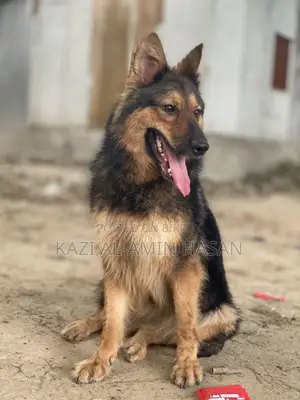 1+ Year Female Purebred German Shepherd