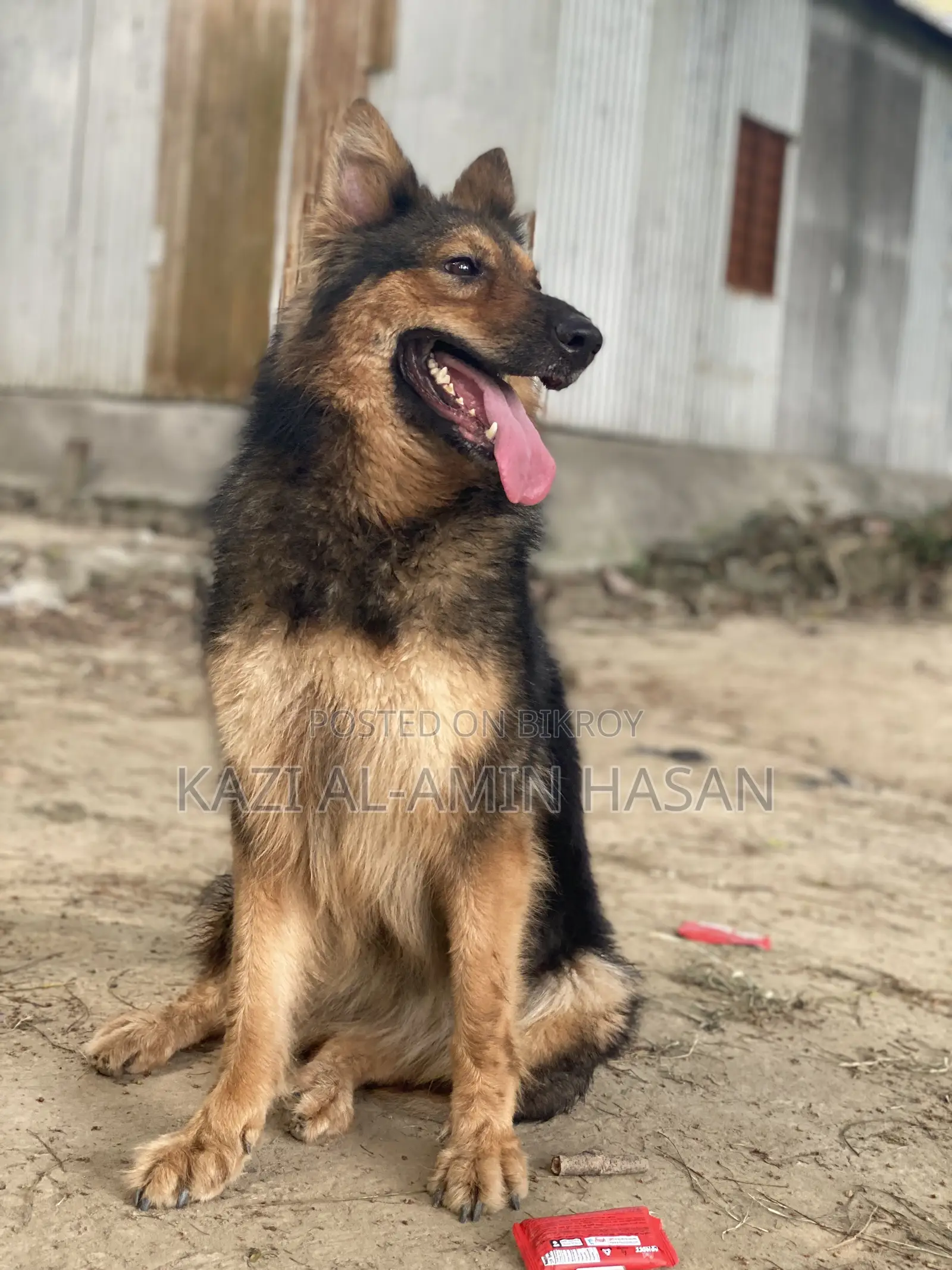 1+ Year Female Purebred German Shepherd