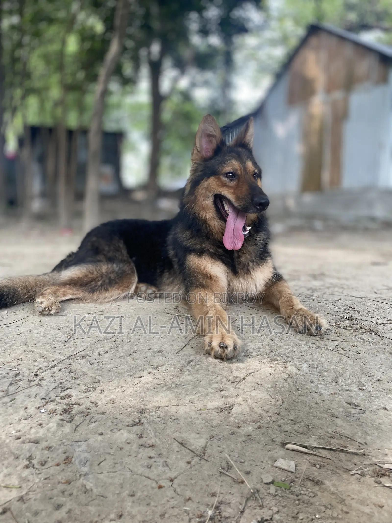 1+ Year Female Purebred German Shepherd