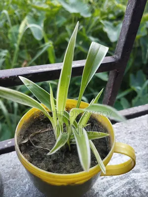 Spider Plant