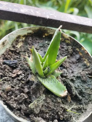 Spider Plant
