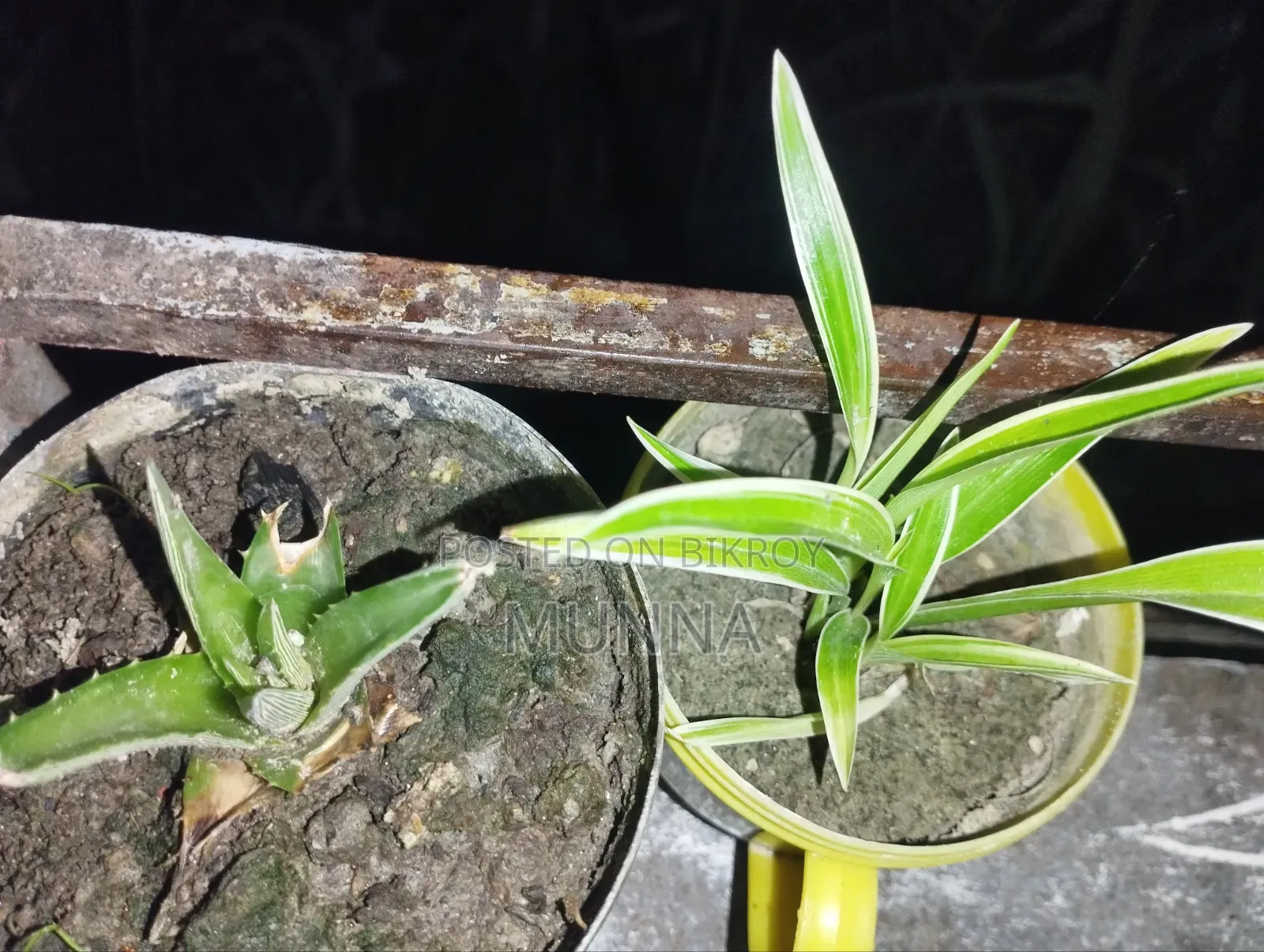 Spider Plant