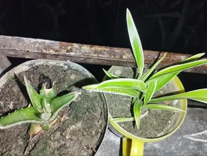 Spider Plant