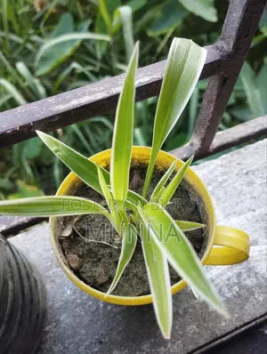 Spider Plant