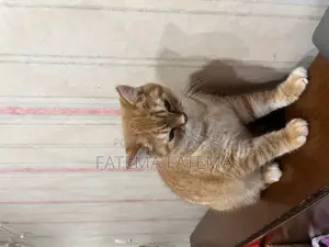 3-6 Months Male Purebred Tabby