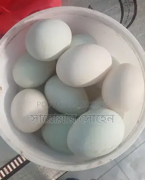 Duck Eggs
