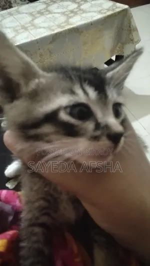 1-3 Months Male Mixed Breed Exotic