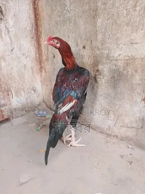 ২ পিস আসিল/সরালি মোরগ এবং ২ পিস আসিল মুরগি বিক্রি হবে