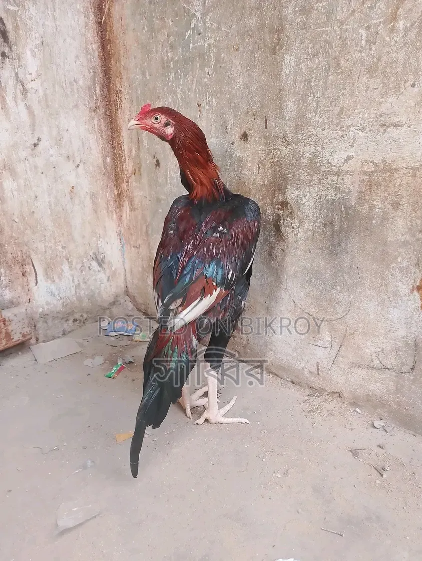 ২ পিস আসিল/সরালি মোরগ এবং ২ পিস আসিল মুরগি বিক্রি হবে