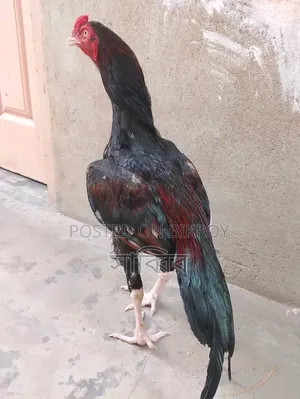 ২ পিস আসিল/সরালি মোরগ এবং ২ পিস আসিল মুরগি বিক্রি হবে
