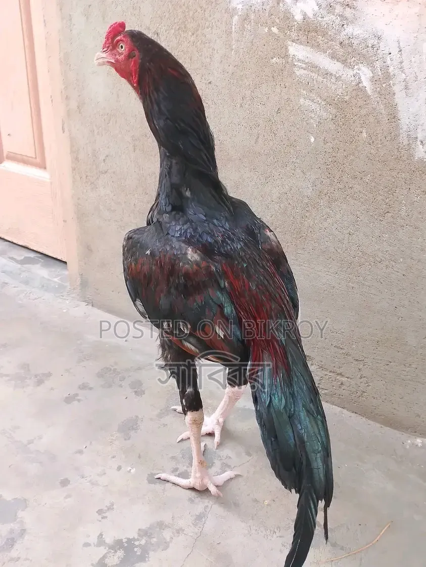 ২ পিস আসিল/সরালি মোরগ এবং ২ পিস আসিল মুরগি বিক্রি হবে