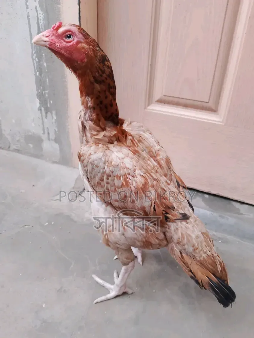 ২ পিস আসিল/সরালি মোরগ এবং ২ পিস আসিল মুরগি বিক্রি হবে