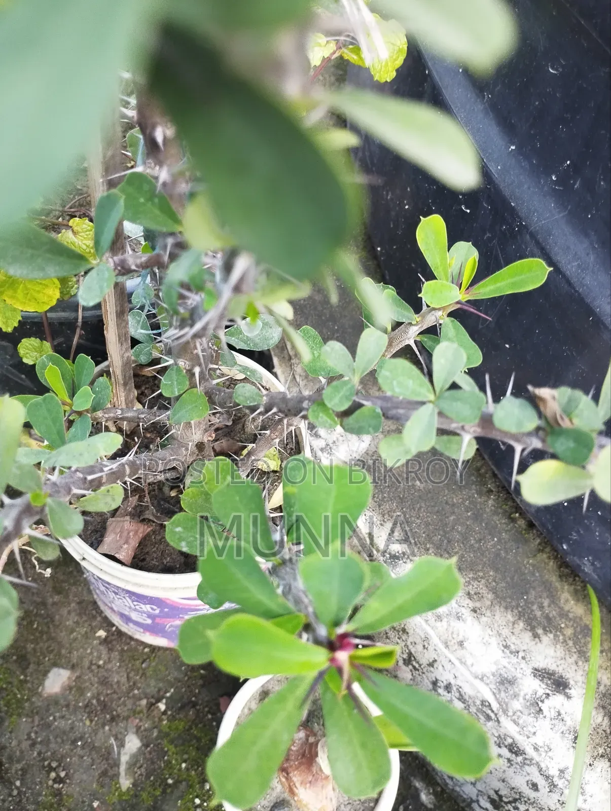 Plants for sale.