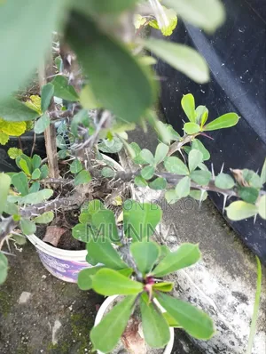 Plants for sale.
