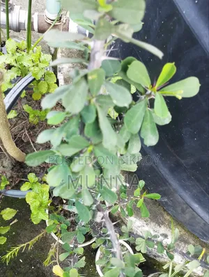 Plants for sale.
