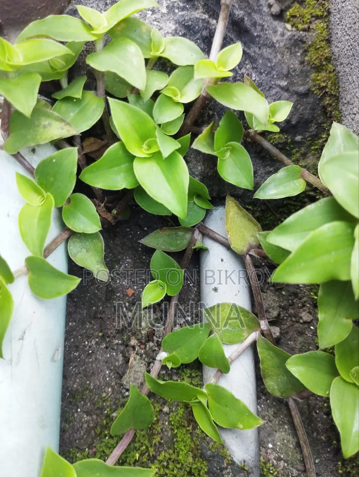 Plants for sale.