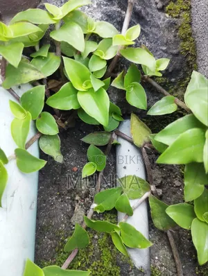 Plants for sale.
