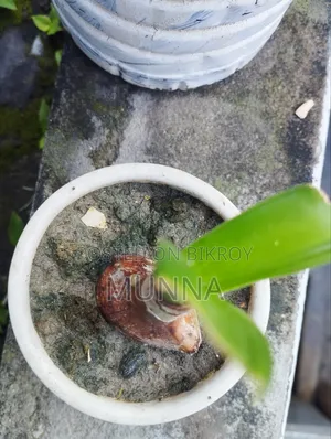Plants for sale.