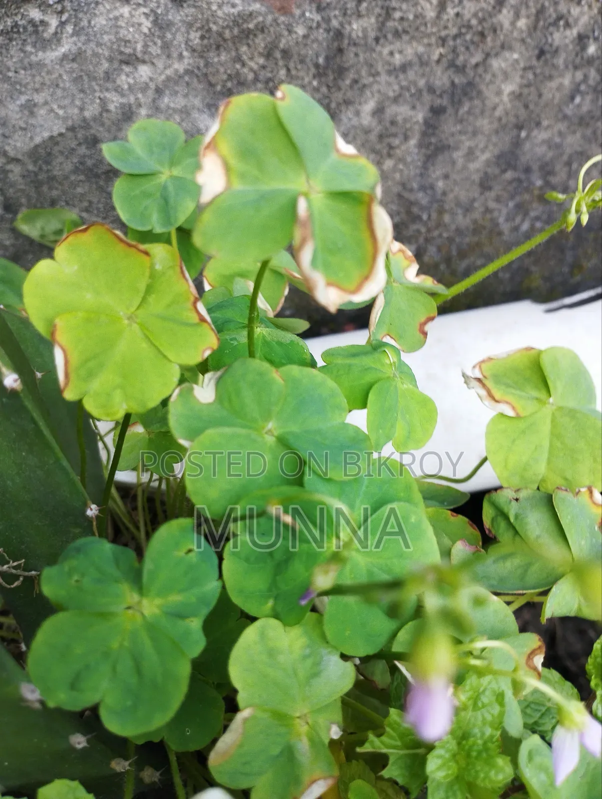 Plants for sale.