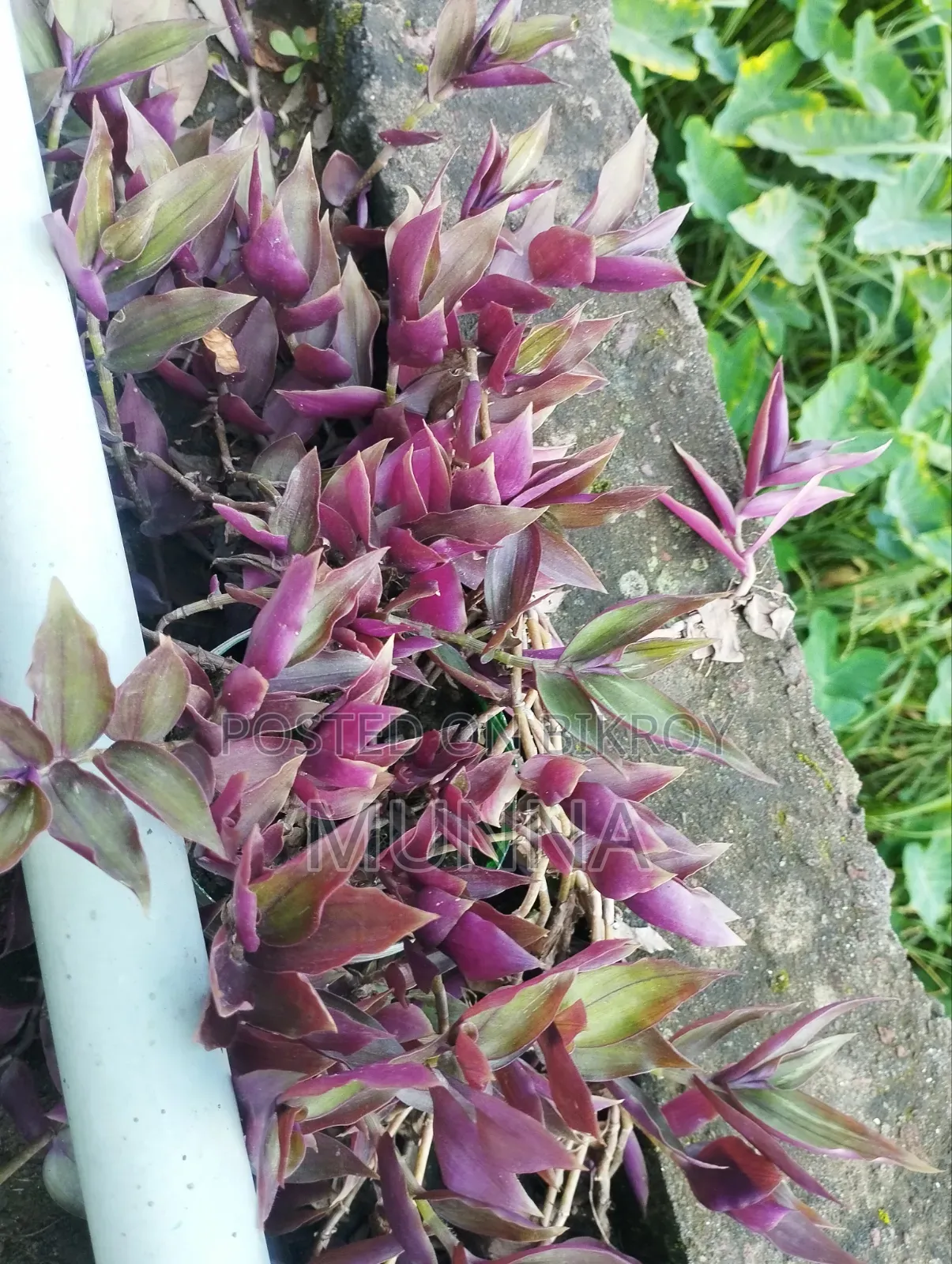 Plants for sale.