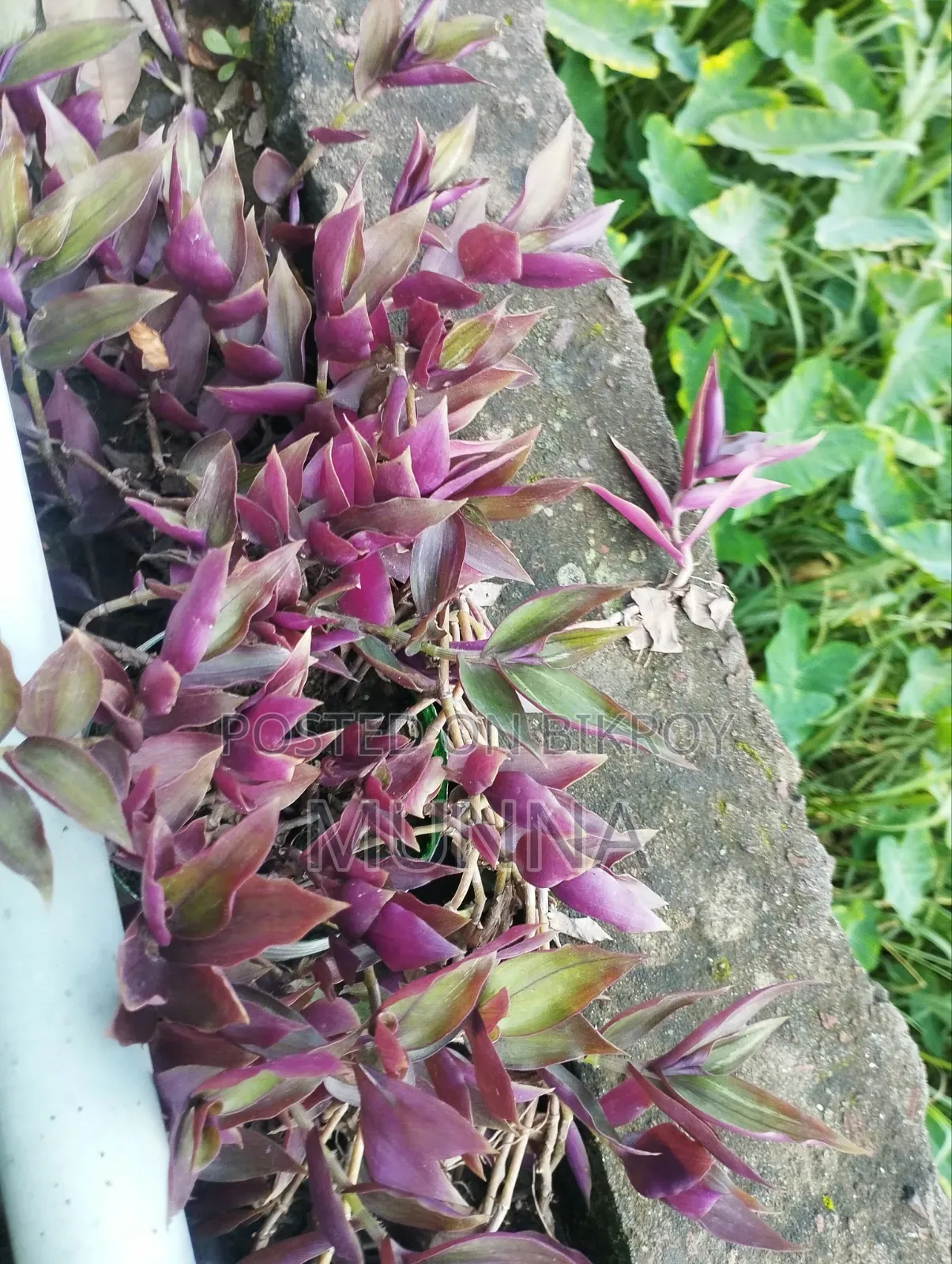 Plants for sale.