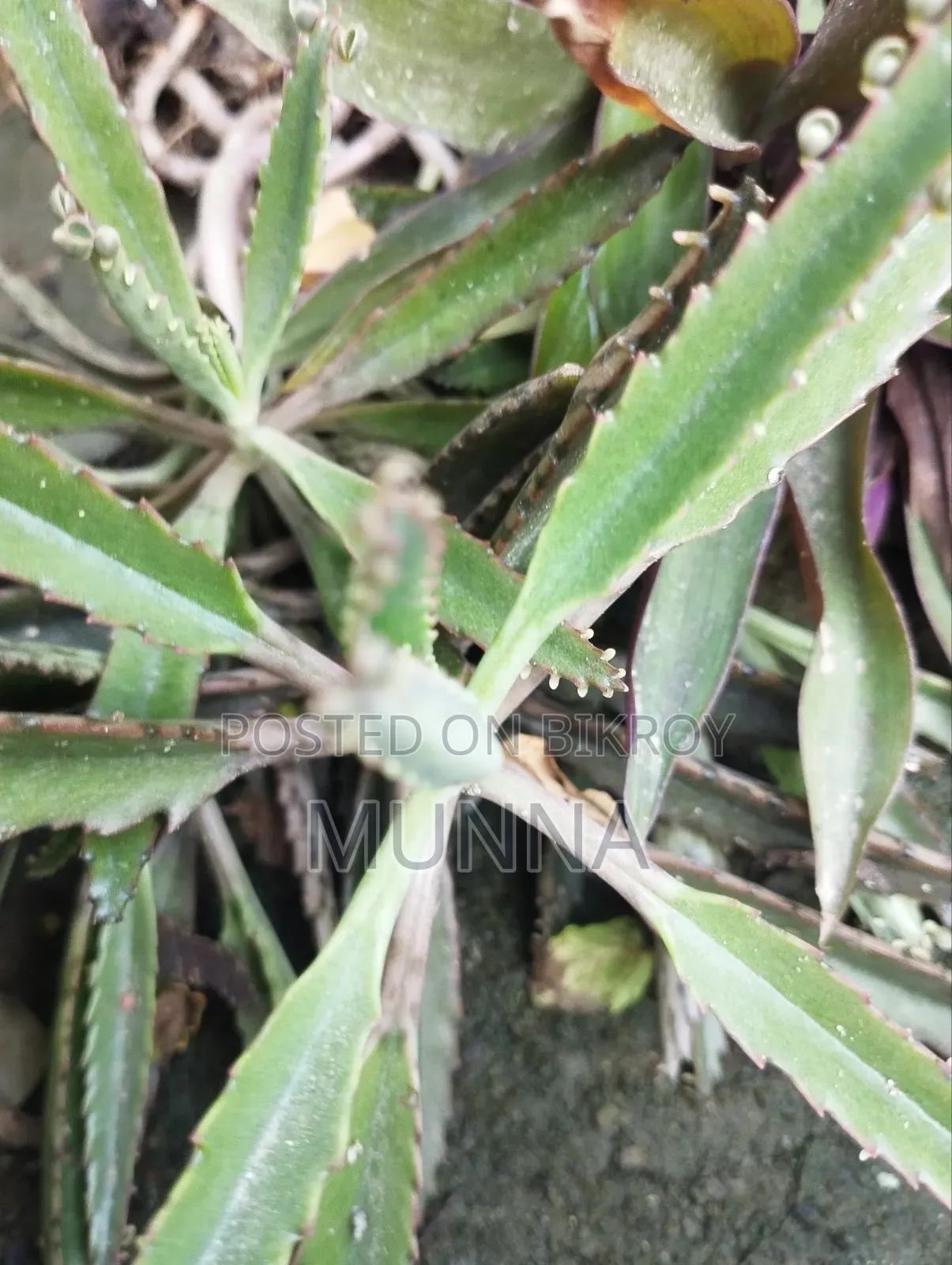 Plants for sale.