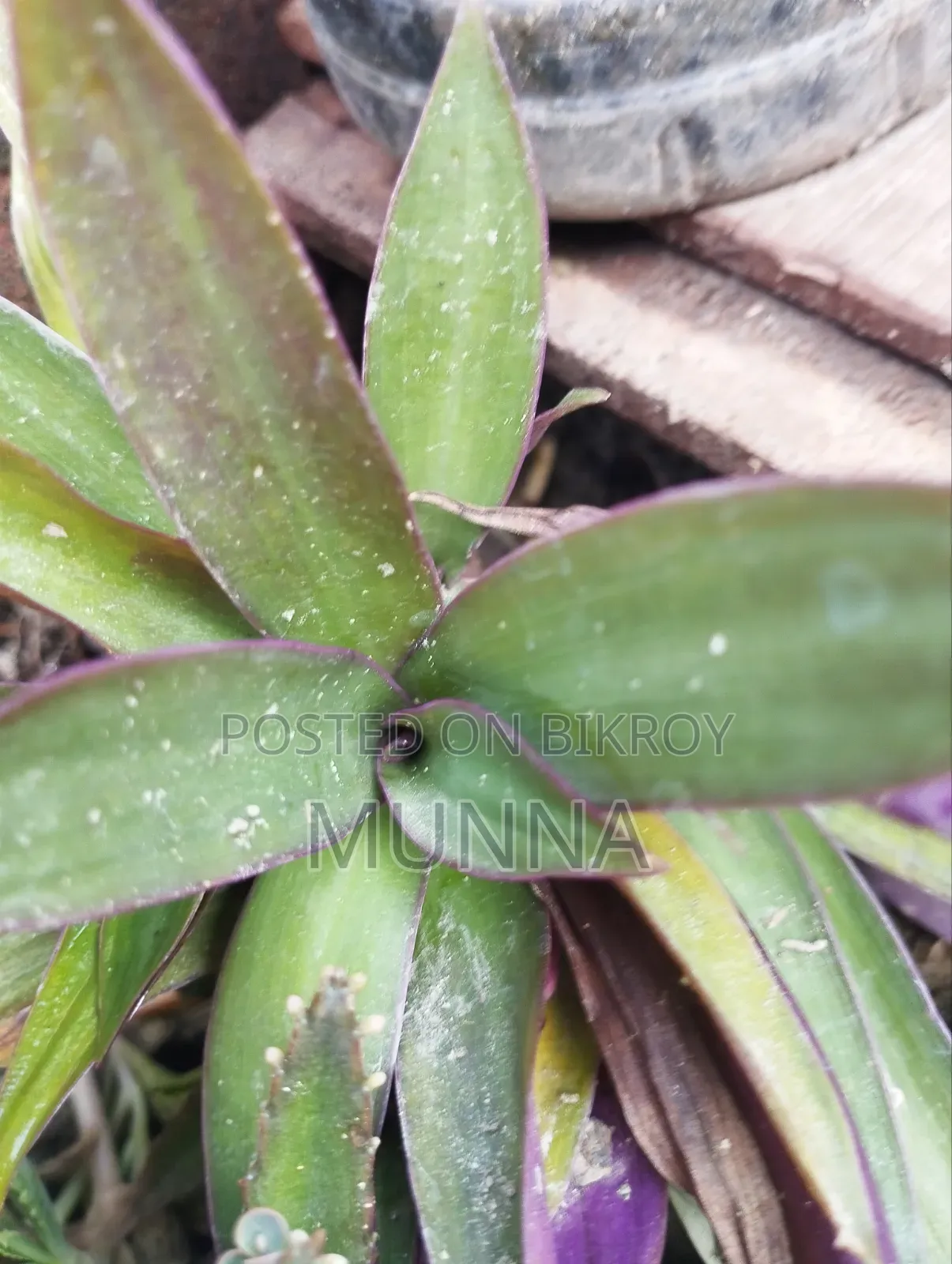 Plants for sale.