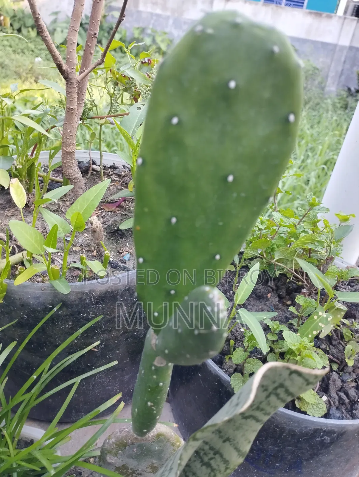 Plants for sale.