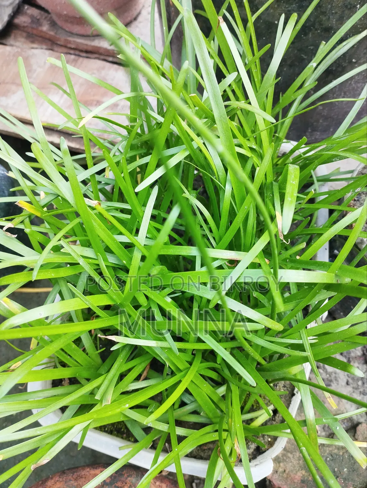 Plants for sale.